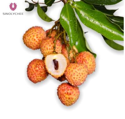 China Orchard direct fresh Gui Wei lychee fruit to big price premium juicy lychee for sale