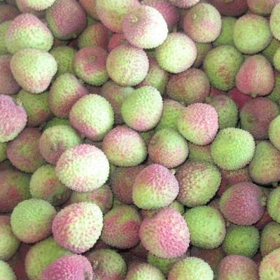 China fresh & The new cultivation sweet candy and the lychee factory juicy export fruits fresh lychee for sale