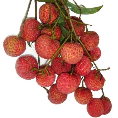 China fresh & Good quality sweet hot delicious export lychee china fresh lychee for sale