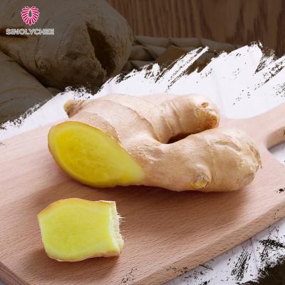 China China Old Ginger Ginger Fresh Size Ginger Export for sale