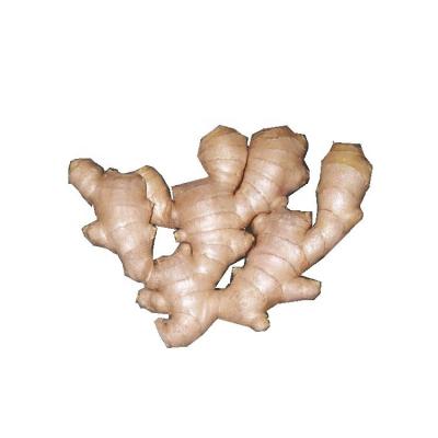 China Exported Quality Wholesale Fresh Ginger Natural Fresh Yellow Ginger Tender for sale