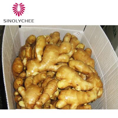 China Wholesale Hot Fresh Ginger Dried Ginger Supplier Fresh Sale for sale