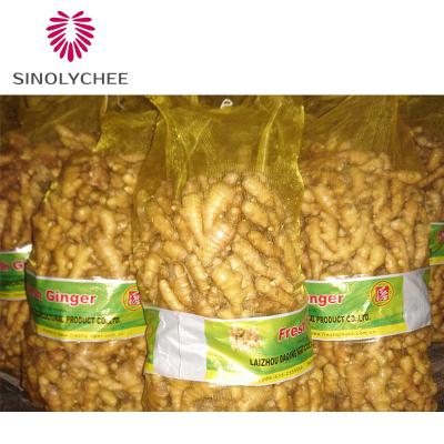 China China Supplier New Export Fresh Ginger For Sale Dry Ginger Wholesale Fresh Red Ginger for sale