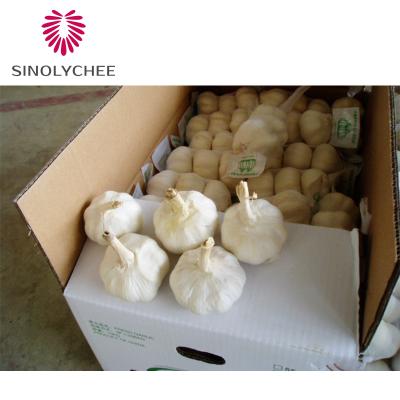 China Softneck Fresh Online Whole Garlic Wholesale Garlic Supplier From China for sale