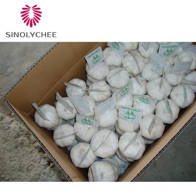 China Different Types Fresh Garlic China Fresh Garlic Price Export for sale