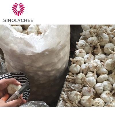 China Newly harvested fresh garlic planting fresh garlic wholesale price for sale