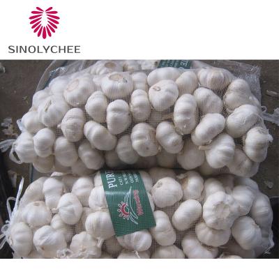 China Wholesale Fresh Order Fresh Organic Garlic Raw Online for sale