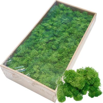 China Reindeer Preserved Moss Good Quality Colorful Flat Preserved Moss For Fairy Gardens Craft for sale