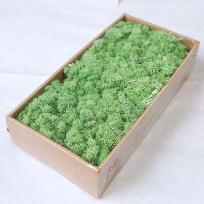 China Preserved Moss Flat Reindeer Hot Selling Cheap Decoration Preserved Moss For Fairy Gardens for sale