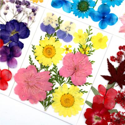 China Pressed Flower Dries Natural Dried Pressed Flowers Colorful Pressed Flowers Daisies Matched Dried Flowers Leaves Petals Floral Decorations for sale