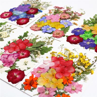 China Pressed Flower Dry Real Dried Flowers Leaves Pressed Flowers For DIY Candle Resin Jewelry Nail Pendant Openers Making Art Floral Decoration for sale