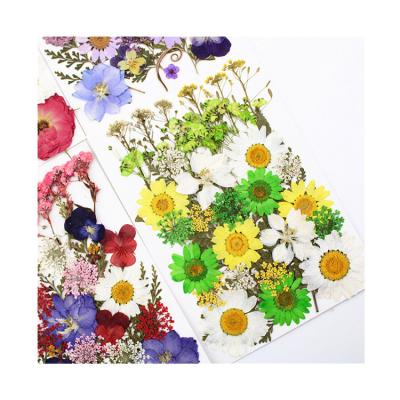 China Hot Sale Handmade Colorful Assorted Natural Dried Pressed Flowers Dried Real Flower for sale