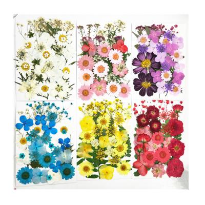 China The dry pressed florist recommended modern creative dry pressed flowers for resin for sale