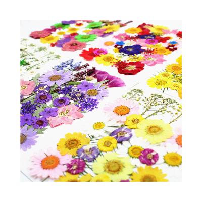 China Dried Pressed Flower Makers Supply Art Carfts Colorful Sustainable Real Dried Flowers For Mother's Day for sale