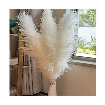 China Boho Style Modern Simplicity Colored Natural Dried Pampas Grass For Wedding Party for sale