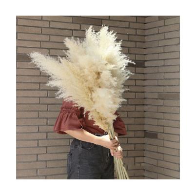 China Boho Style Well Bundled Pampas Grass Beige Bouquet Dried Pampas Fluffy Flowers For Home Decoration for sale