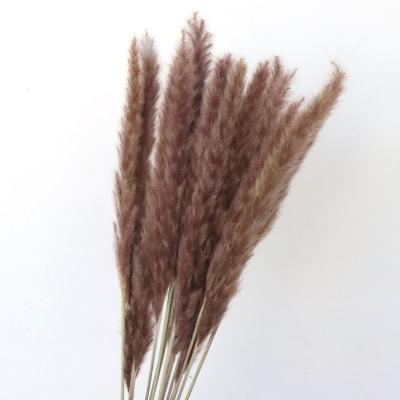 China Top Quality Boho Style Home Decoration Small 45cm Multiple Colors Real Pampas Grass for sale