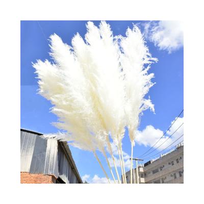 China Boho Style Home Decoration Wedding Indoor Flower Dried Pampas Grass Natural Fluffy Flowers Tall 48 Inches for sale