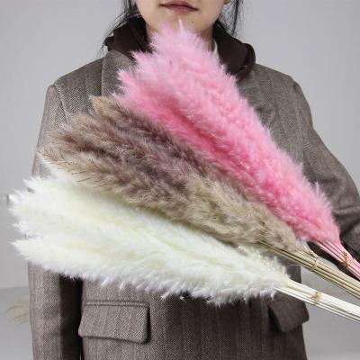 China Wholesale Boho Style Boho Style Real Pampas Grass Small Natural Dry White Pink Pampas Grass Beige 45cm For Home Decoration for sale