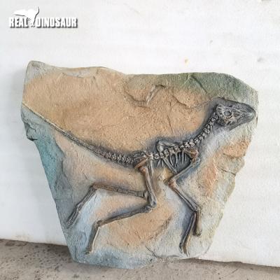 China Museum Velociraptor Dinosaur Fossil Excavation Site for sale