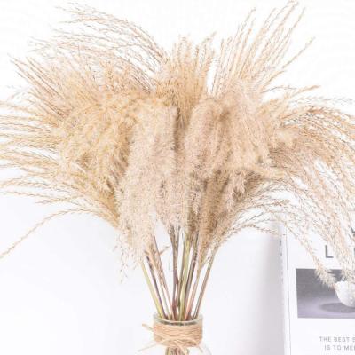 China Home Decor Dry Designs Pampas Grass Festival Large 45cm Natural Fluffy 30pcs for sale