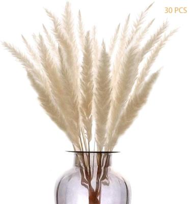 China Beautiful 30PCS Colorful Artificial Dried Pampas Grass Flower Dried Phragmites Small Communis For Shop Hotel Wedding Home Decoration for sale