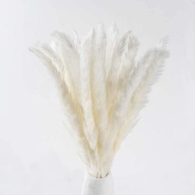 China Designs Small Dry White Pampas Grass Natural Feathers For Vase Wedding Bedroom Home Decor for sale