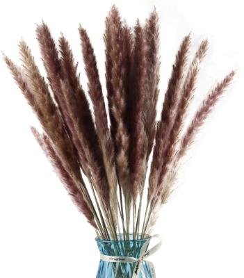 China Beautiful Colorful Artificial Dry Communis Decoration Small Pampas Grass Phragmites, 60cm Pampas Reed for Wedding and Flower Group Photography for sale