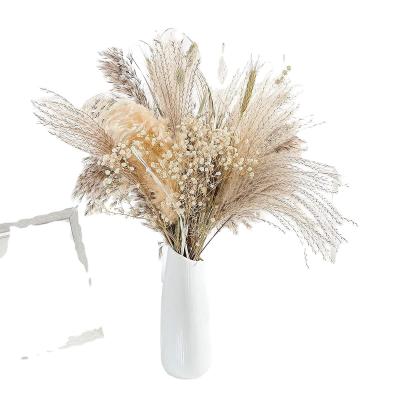 China L-Natural Designs Dried Pampas Grass For Flower Arrangements Home Decor for sale