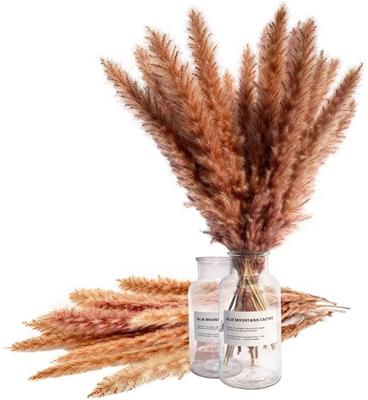 China Beautiful L-013 Colorful GlamStems Natural Dry Pampas Grass Decor 18in 40 Packs With Box Dry Grass for sale