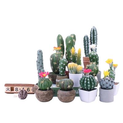 China L-mini Different Kinds Home Decoration Cacti Mixed Cactus Plants For Sale for sale