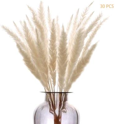 China Beautiful L-30PCS Colorful Artificial Dried Pampas Grass Flower Dried Phragmites Small Communis For Shop Hotel Wedding Home Decoration for sale