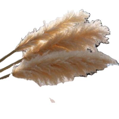 China L-Hot Sale Beautiful Colorful Fake Pampas Dried Flower Pampas Grass For Decoration for sale