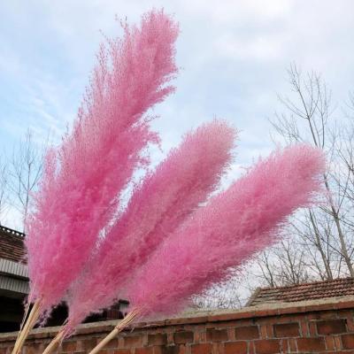 China Beautiful Colorful L-067Hot Selling Natural Dry Natural Flower Reed Pampas Small Decorative Flowers For Wedding And Home for sale