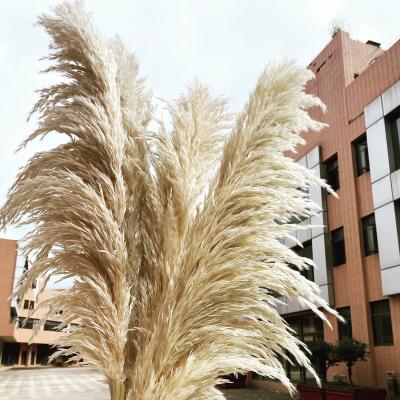 China Feathers are wholesale high quality pampas grass fluffy non-shedding large pampas grass for wedding decoration natural beige pampas grass for sale