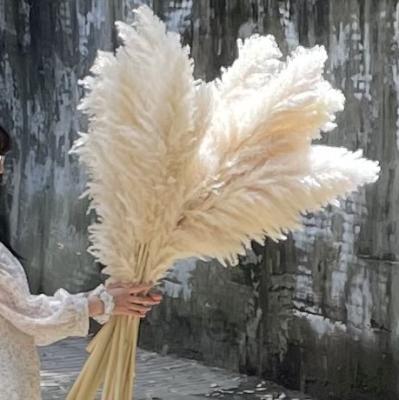 China Large Pampas Grass Decorative Dried Flowers Beige Cream White Pampas Grass For Wedding Decor Customize Size for sale