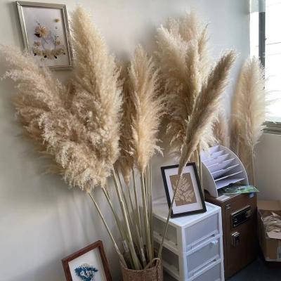 China Feathers are fluffy decorative flower dried beige pampas grass for sale