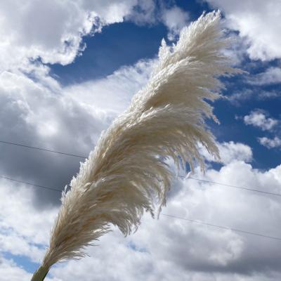 China The pampas grass feathers above 70cm best quality new arrival pampas grass natural color large pampas beige dry pampas grass for wedding decoration for sale