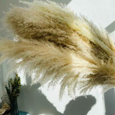 China Boho Natural Decor Pampas Grass Touch Fluffy Single Stem Cream White Decorative Flowers and Garlands Wedding Dried Large for sale