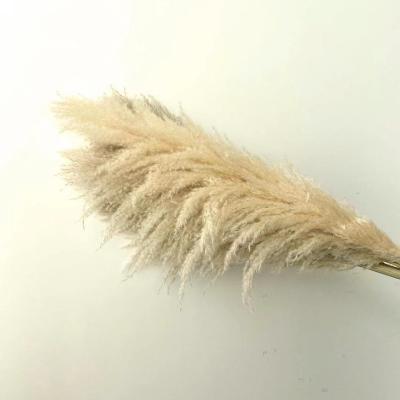 China The natural pampas grass wedding decoration flower natural pampas grass fluffy pampas grass dry for sale