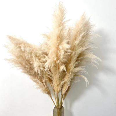 China Fashional Fluffiest Pampas Grass Dried Pampas Grass Reed Large For Wedding Decorations for sale