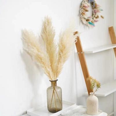 China Natural Touch Natural Dry Pampas Grass Fluffy Pampas Grass Great For Wedding Decor for sale