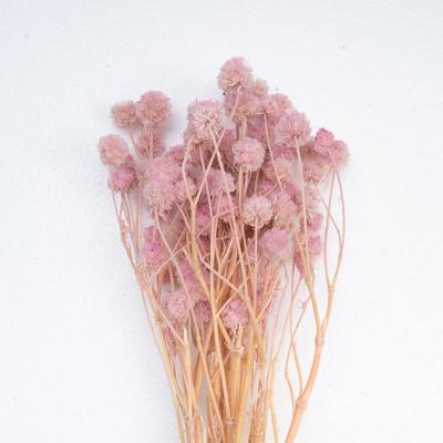 China Dried natural preserved flower Pristimera combodiana flower Scabiosa Stellata for sale