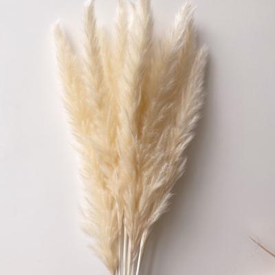 China Wholesale Premium Small Champagne Pampas Grass Dry Flower Arrangement in Home Decor Pampas Grass Wedding Decor for sale