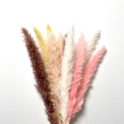 China Fashional Luxury Premium Grade Pampas Grass Flower Pampas Grass 60-70cm Pink Pampas Grass for sale