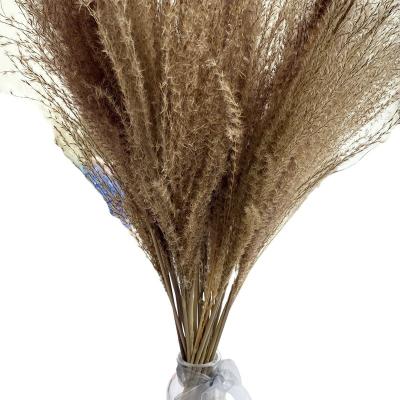 China Wholesale Dried Small Pampas Grass Ponytail Grass Thresher Grass Dried Natural Miscanthus Pampas Grass for sale