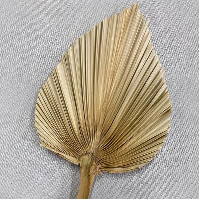 China Amazon Boho Home Hit Dried Palm Leaves Wedding Natural Preserved Palm Leaves Palm Spears Decor Flower Home for sale