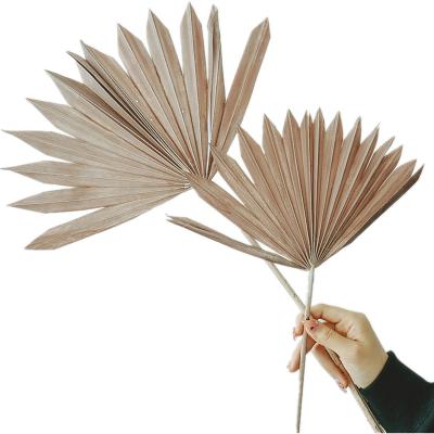 China Wholesale Home Decor Dried Flowers Natural Popular Instagram Sun Palm Leaves For Wedding Decoration Colorful Palm Leaves for sale