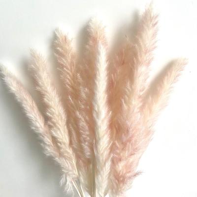 China Eco-friendly wholesale natural dry pampas grass luxury small pampas grass for weeding decoration for sale