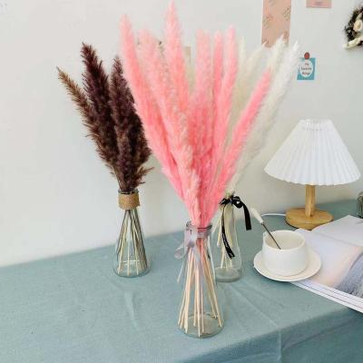 China Natural Phragmites Reed Dried Pampas Grass for flower arrangement 40-60cm for sale